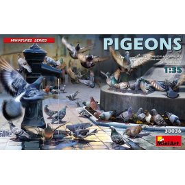  Pigeons x 36