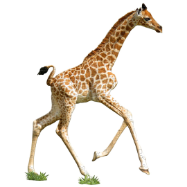  Puzzle I Am Lil' - Girafe