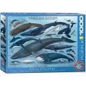 PUZZLE 1000P BALEINES ET DAUPHINS EUROGRAPHICS