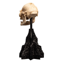 Le Seigneur des Anneaux statuette Skull of Lurtz 14 cm