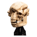 Statuette Le Seigneur des Anneaux statuette Skull of a Cave Troll 21 cm