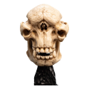 Le Seigneur des Anneaux statuette Skull of a Cave Troll 21 cm